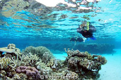 Snorkeling the coral gardens at Wheeler Reef. 
Nikon D90... by Robin Jeffries 